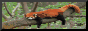 Red Panda Autism Zone